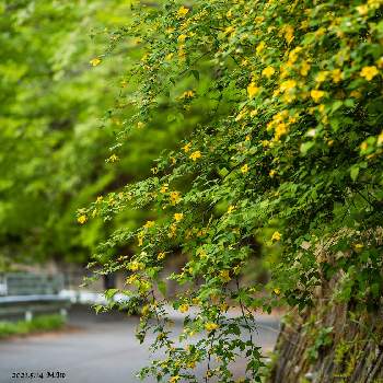 西沢渓谷の画像 by MItoさん | お出かけ先と山野草と西沢渓谷と新緑